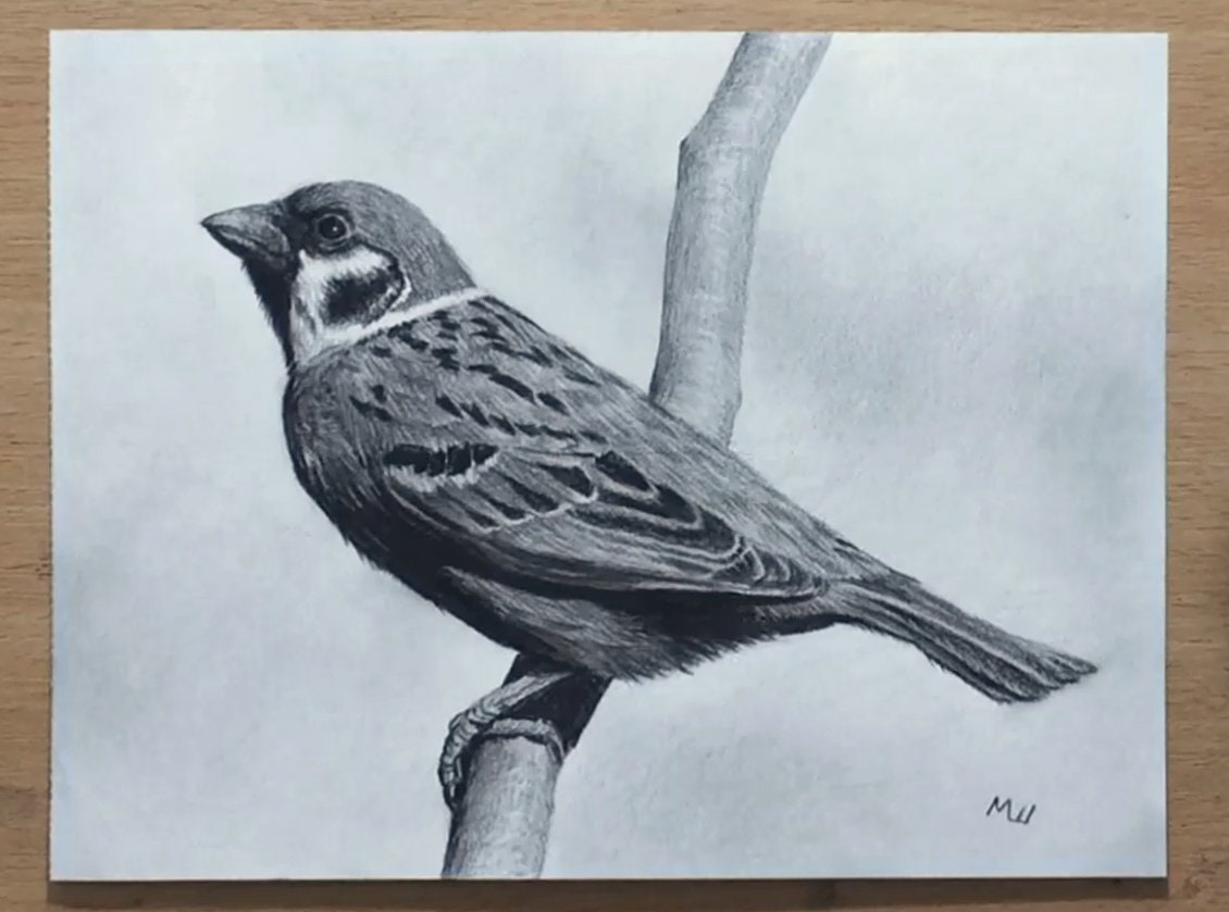 スズメの絵 オリジナルグラファイト鉛筆アートワーク 鳥のアート