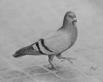 Pigeon on a Sidewalk Original Artwork - Birds Art - Realistic Graphite Pencil Sketch