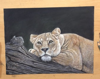 Sleepy Lioness Drawing Colored Pencil Artwork - Wildlife Art