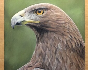 Golden Eagle Original Colored Pencil Drawing Artwork - Birds Art