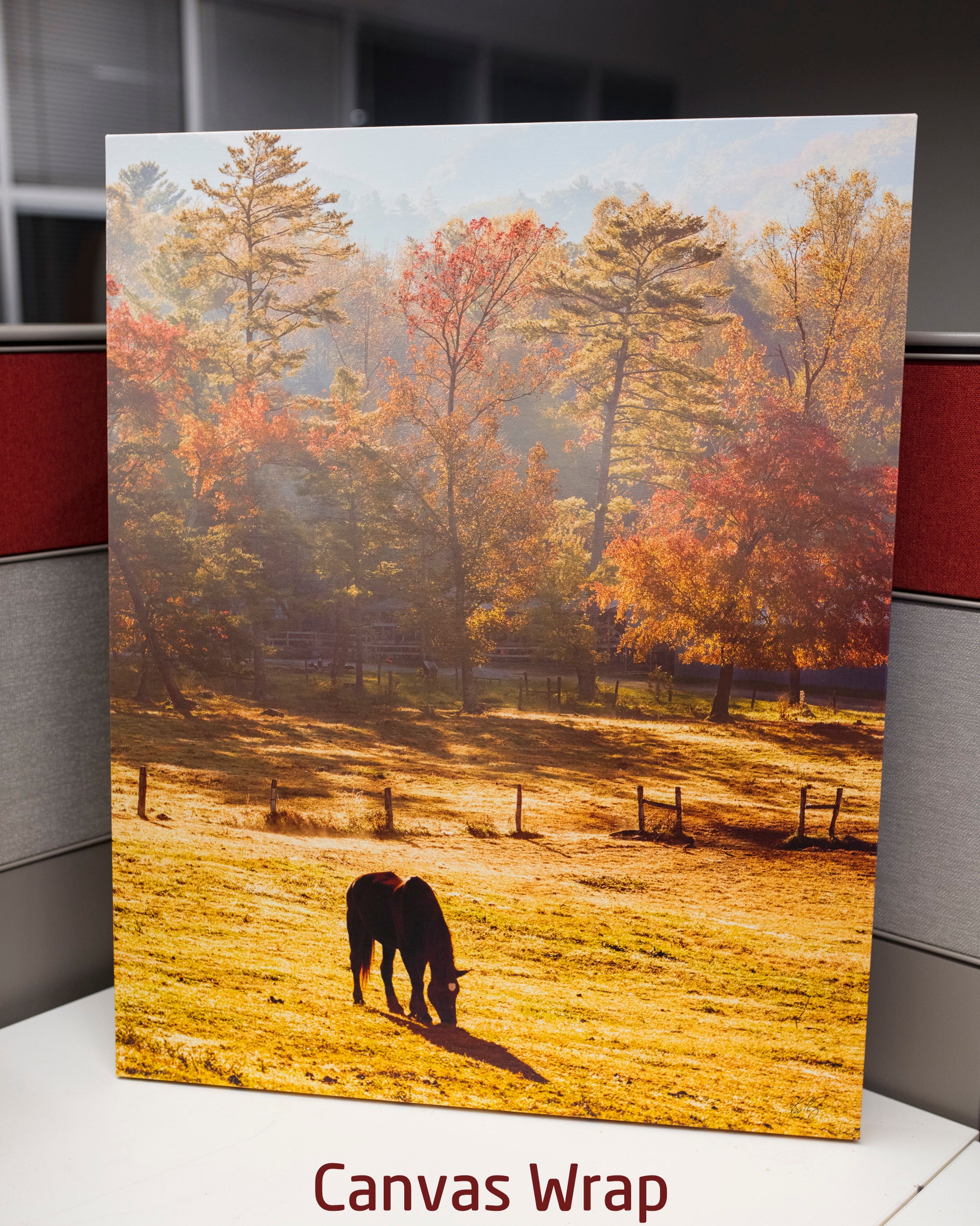 Dawn at Cades Cove Stables Horse in Pasture Great Smoky Mountains Appalachia Etsy