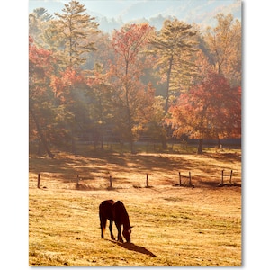 Dawn at Cades Cove Stables - Horse in Pasture Great Smoky Mountains Appalachia