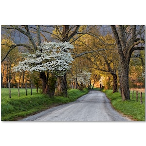 Sparks Lane Sunrise - Cades Cove Dogwood Blossoms Smokies Sunrise