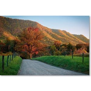 Tree of Many Colors - Smokies Cades Cove Sparks Lane Sunset