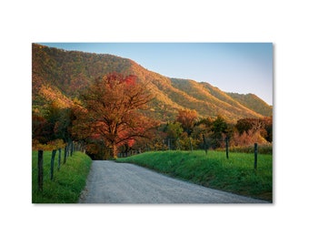 Tree of Many Colors - Smokies Cades Cove Sparks Lane Sunset