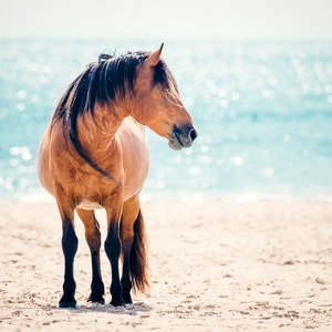 Wild Horse Photography, Horse Wall Art, Equine Print, Nursery Decor, Horse Photo, Assateague, Horse Photo, Beach Decor, Equine Portrait image 2