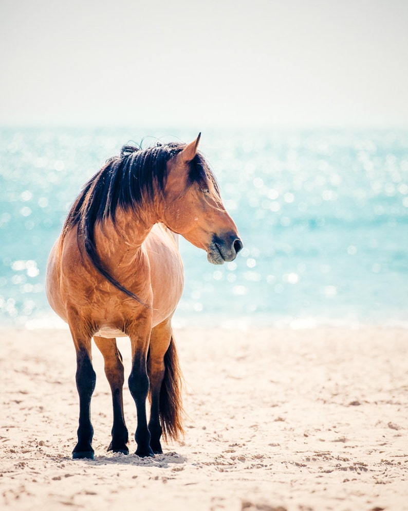 Wild Horse Photography, Horse Wall Art, Equine Print, Nursery Decor, Horse Photo, Assateague, Horse Photo, Beach Decor, Equine Portrait image 2