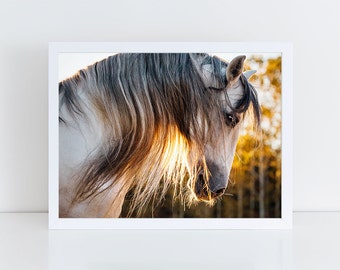 Horse Photography, Horse Wall Art, Equine Print, Andalusian, Horse Photo, White Horse, Picture, Sunshine, Golden, Fine Art