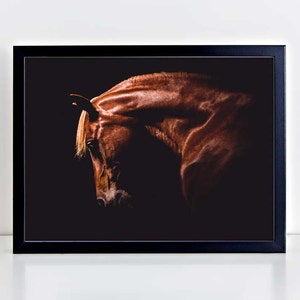 Horse Wall Art, Equine Print, Horse Photo, Horse Photography, Arabian Horse, Black Background, Equestrian Art, Horse Portrait