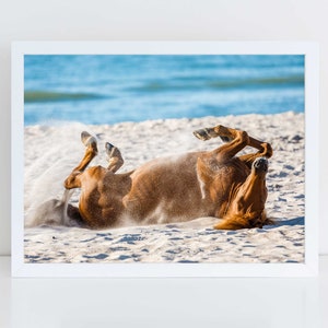 Wild Horse Photography | Assateague Island Beach Decor, Equestrian Wall Art, Equine Print, Blue Nursery Decor, Cute Horse Photo Maryland