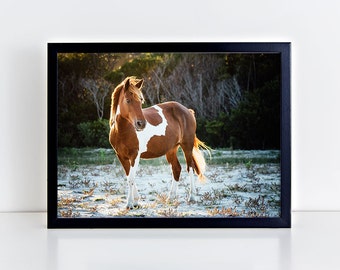 Horse Print, Horse Photography, Gift for Horse Lover, Horse Wall Art, Equine Print, Assateague Island, Wild Horse, Equestrian Decor