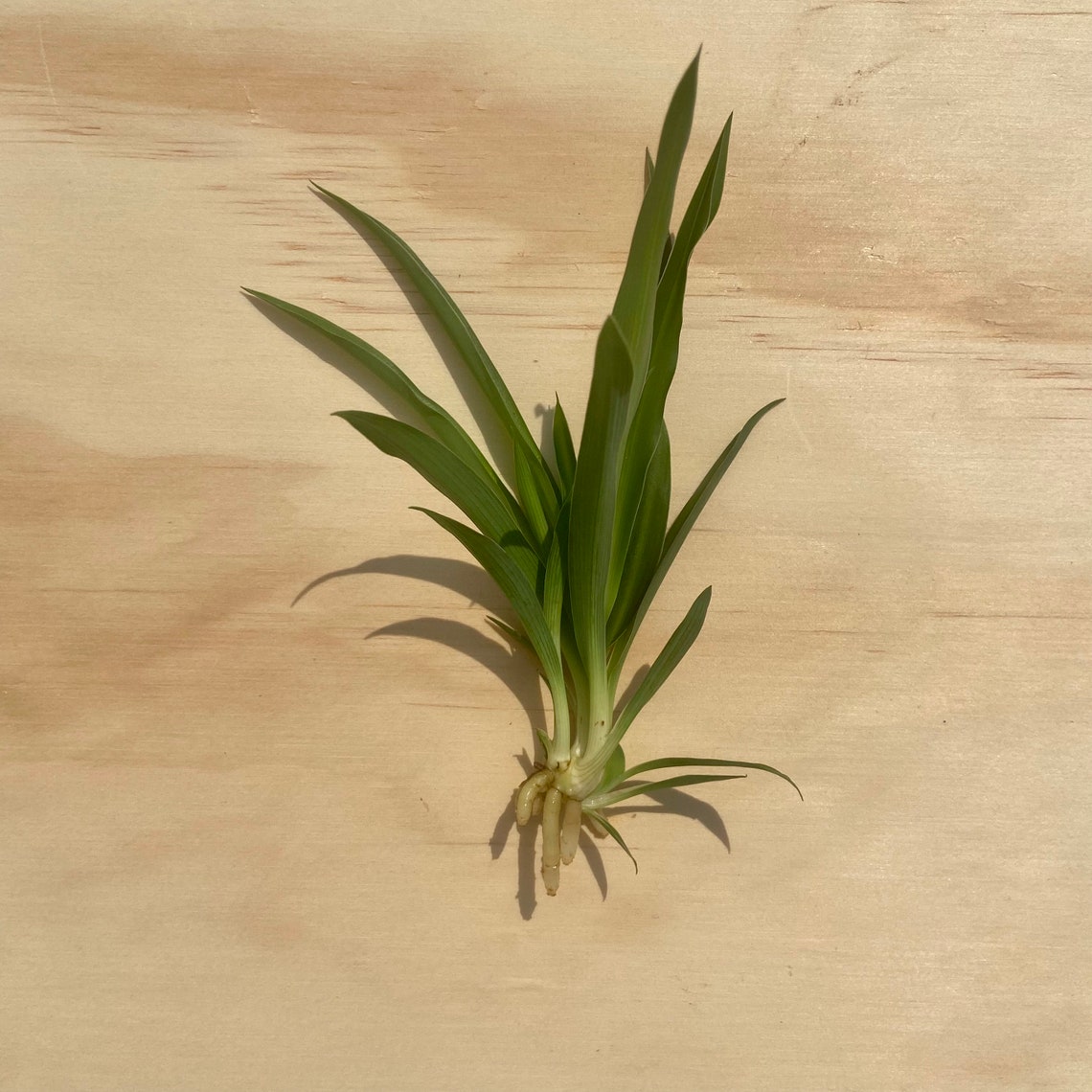 Spider Plant Cuttings medium Etsy