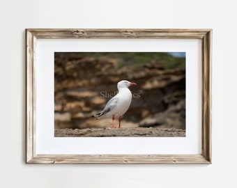 Seagull standing proud, Printable bird photography, bird on rock, seaside bird, instant download, wall art, coastal image, beach bird