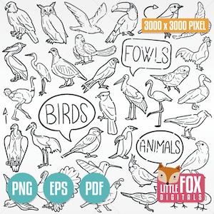 Iconos vectoriales de aves y aves. Garabatos de animales voladores, clipart, bocetos, arte lineal, colección de dibujos a mano, garabatos.