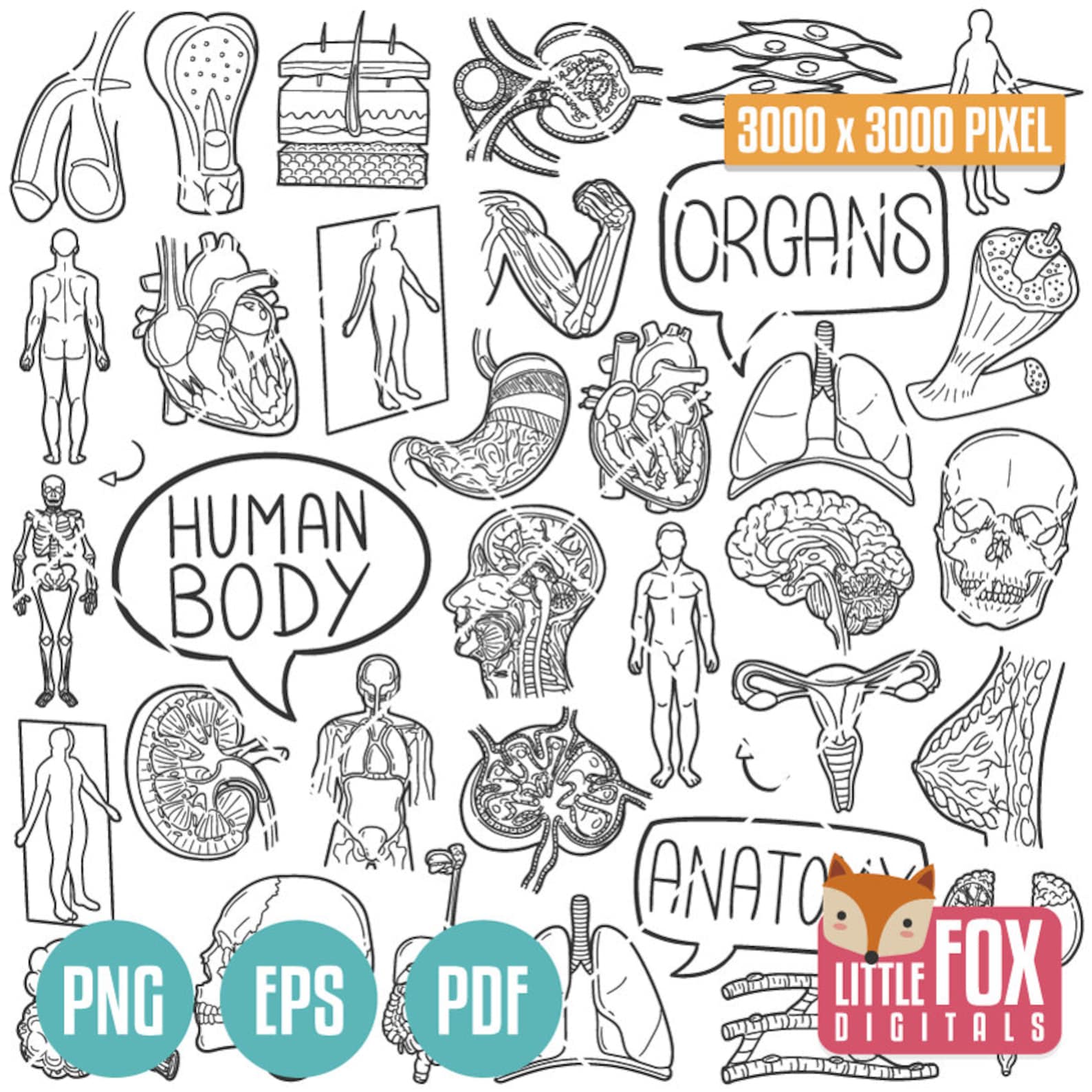 HUMAN BODY SYSTEMS, Doodle Icon Vectors. Anatomy Vector Set. Hand Drawn ...