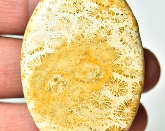 1 Piece Natural Fossil Coral  Cabochon 34x48mm Oval Shape Fossil Coral Gemstones Cabs Smooth Gems Semi Precious Cab Loose Stones C-6397