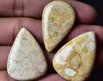 3 Pieces Natural Fossil Coral Cabochons Lot 20x32mm to 24x34mm Pear Shape Fossil Coral Gemstones Cabs Smooth Gems Cab Loose Stones C-8565