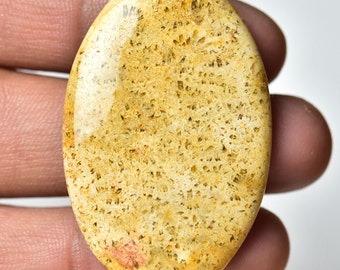 1 Piece Natural Fossil Coral  Cabochon 28x43mm Oval Shape Fossil Coral Gemstones Cabs Smooth Gems Semi Precious Cab Loose Stones C-6389