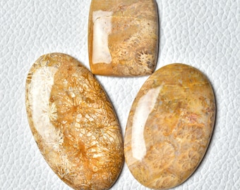 3 sztuki naturalnych kaboszonów z korali kopalnych, partia 22 x 26 mm - 26 x 46 mm, różne kształty, kamienie szlachetne z korali kopalnych, gładkie kamienie, luźne kamienie, kaboszony C-6446