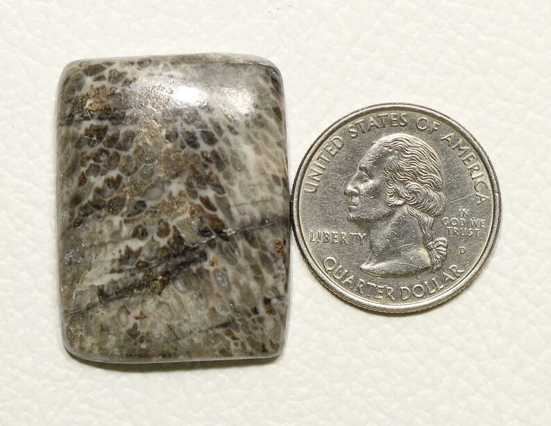 1 Piece Natural Gray Fossil Coral Cabochon 27x35mm Cushion Shape Rare Fossil Coral Gemstones Cabs Semi Precious Cab Loose Stones C-18334
