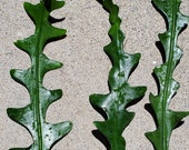 3 Fishbone Ric Rac Rooted Cuttings Zig Zag Cactus House Plant Fishbone Succulent Rooted Succulent Ric Rac Cactus FREE Shipping
