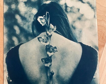 Gladiolus, 8 X 10 cyanotype print