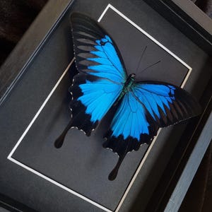 Papilio Ulysses | Frame