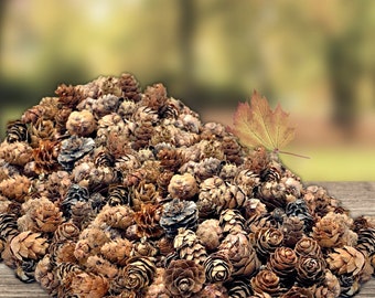 Natural Brown Pine cones - Approx. 1500 pieces (2 lb bag) of Assorted Sized Pine Cones - Fall and Christmas Bowl Filler Crafts #3484-3