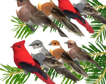 Feathered Song Bird Clip-On Ornaments - Assorted Styles   Cardinals, Orioles, Finches and Chickadees   4"L   #3637N