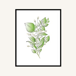 Green botanical illustration art print, Kitchen wall art, illustrated print, Nature Decor, Home Decor