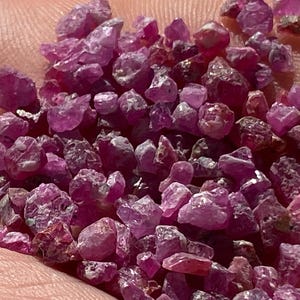 May include: A handful of raw, uncut ruby gemstones. The rough rubies are a deep pinkish-red color, with a crystalline structure. The gemstones vary in size and shape, with some appearing more translucent than others. The rubies are held in a person's hand.
