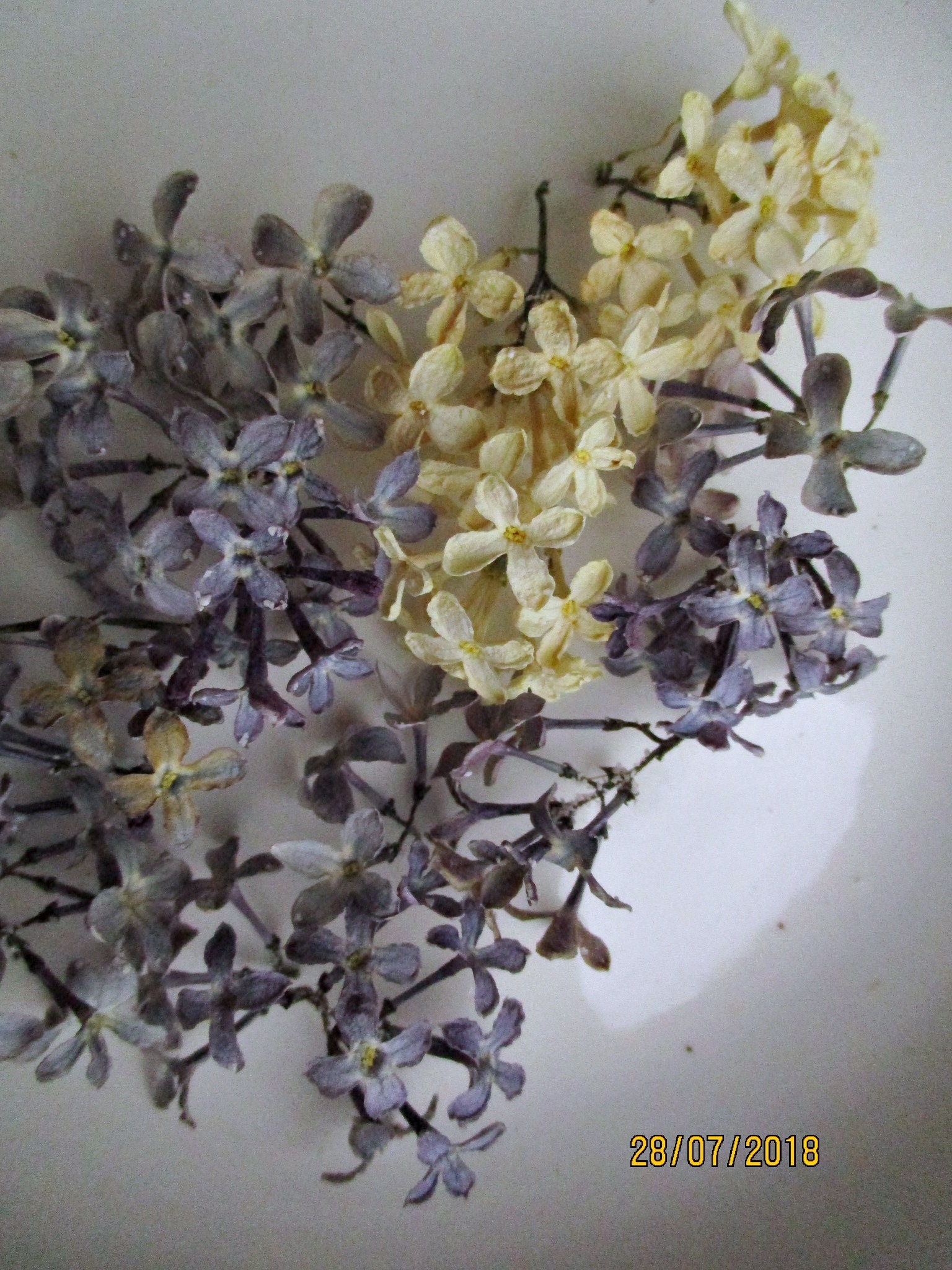 Dried flowers lilaclilac white lilac flower dried natural Etsy