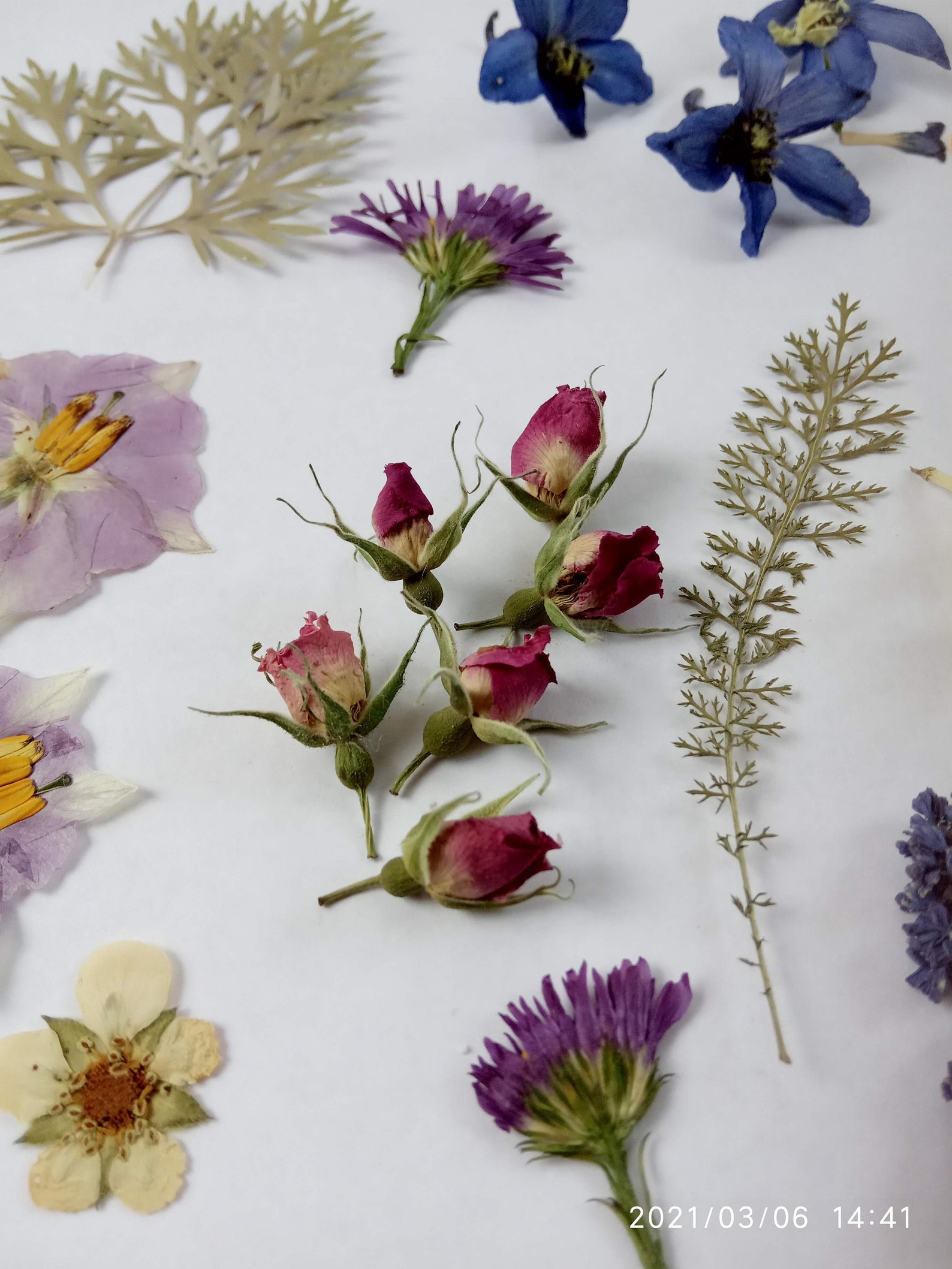 Set of Mixed Dried Pressed Flower Flat Leaves Mix Assorted Etsy