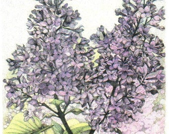 Springtime Lilacs - Soft watercolour/pen-and-ink Flowers Art Print animal art for animal lovers