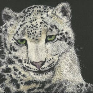 ATC ACEO Faces I Will Never See - Snow Leopard Scratchboard Series Art Card - idea de regalo para los amantes de los animales - arte alegre para su hogar