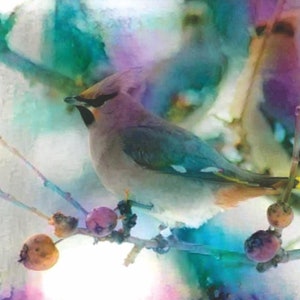 ACEO ATC Waxwing 1 - art des oiseaux - idée cadeau pour les amoureux des animaux - art joyeux pour votre maison