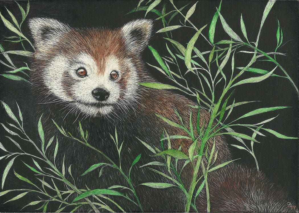 ATC ACEO Faces I Will Never See Red Panda Scratchboard Etsy UK