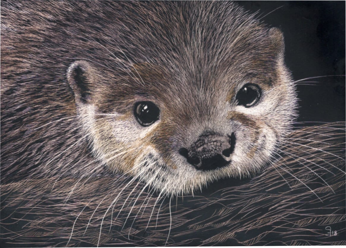Otter Scratchboard Art Print Wildlife Art for Animal Lovers - Etsy UK Otter Scratchboard Art Print Wildlife Art for Animal Lovers - Etsy UK