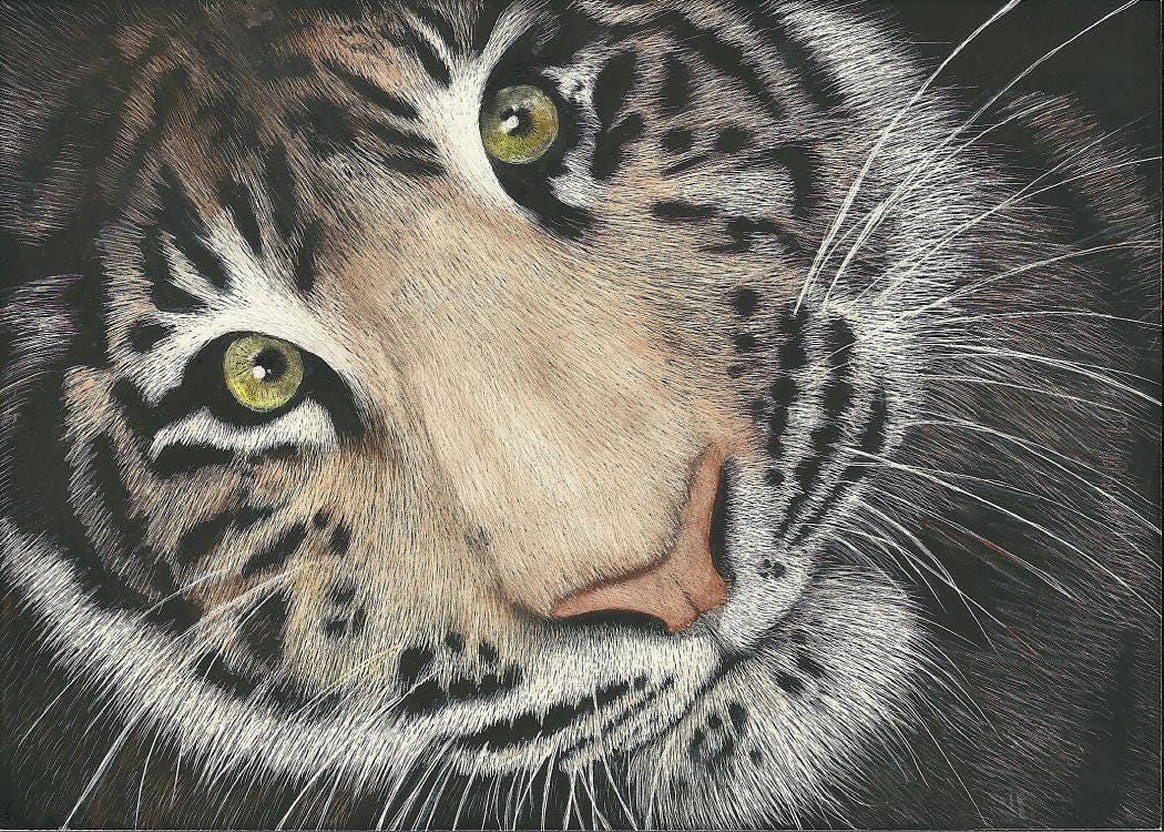 ATC ACEO Faces I Will Never See - Tiger Scratchboard Series Art Card animal art