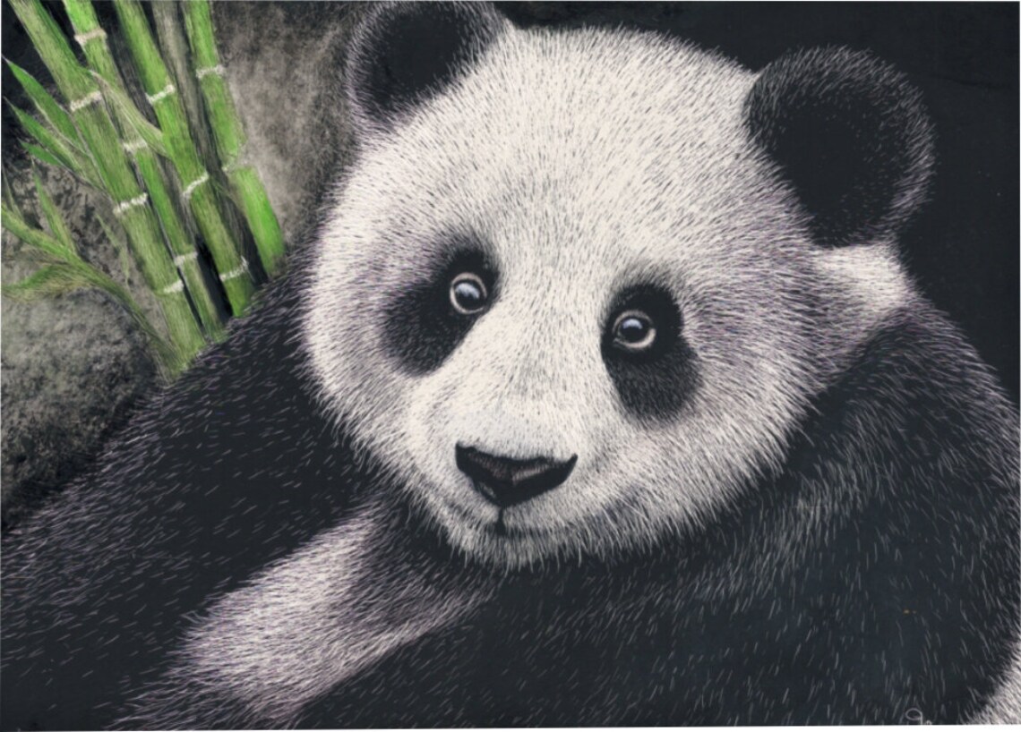 Giant Panda Scratchboard Art Print Wildlife Art for Animal Etsy UK