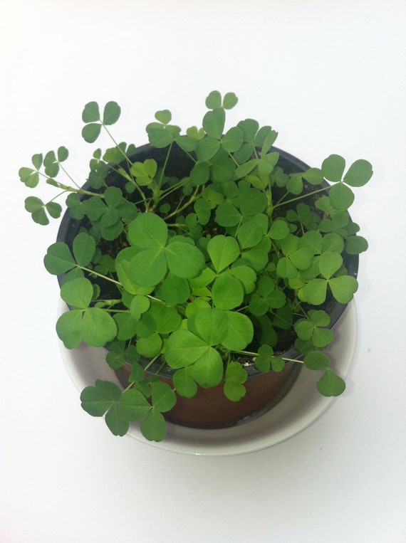 White Clover seeds with free complimentary irish blessing bookmark .