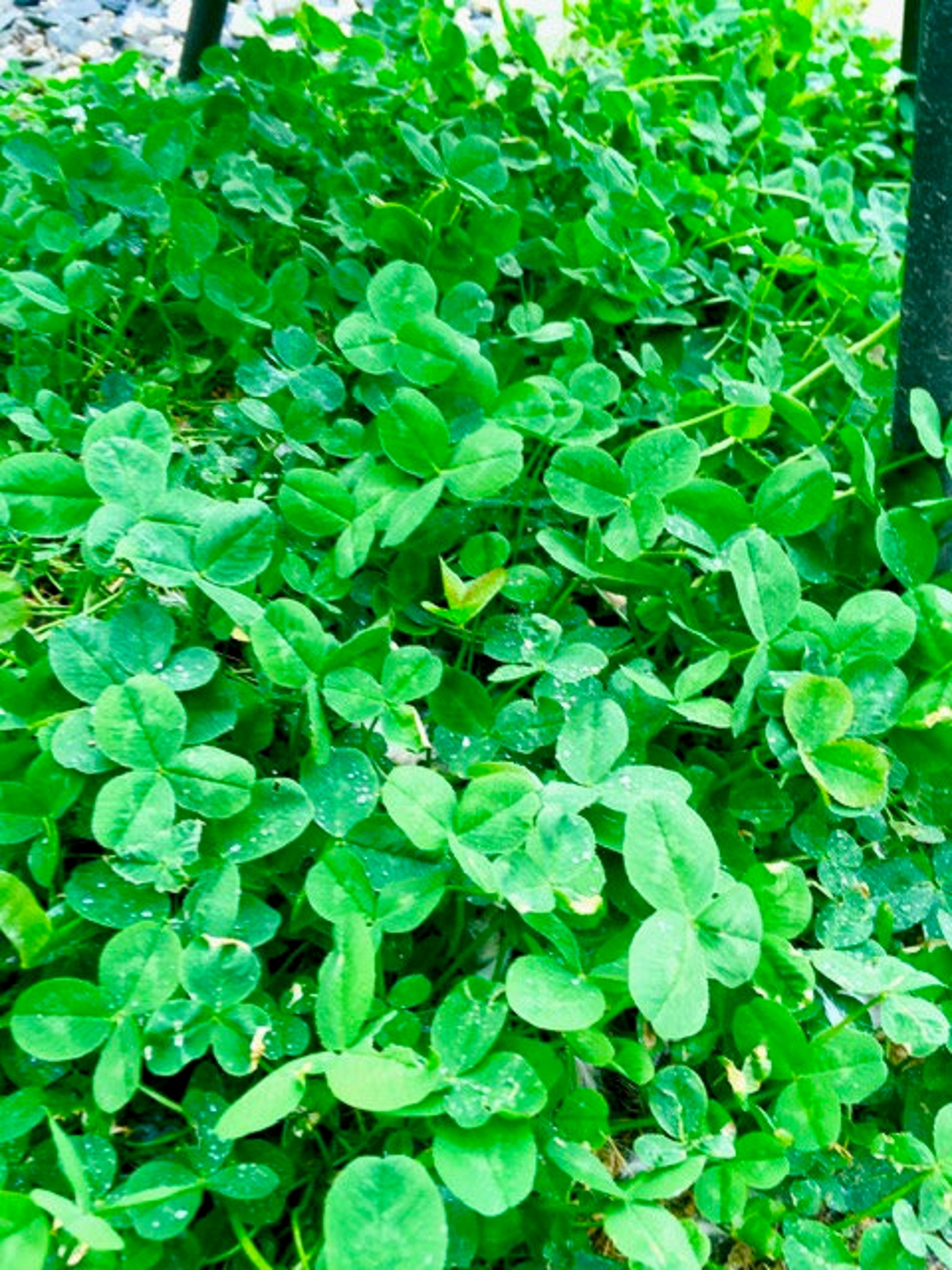 Irish Shamrock Seed Packet. Grow Your Own Lucky Clover With Etsy