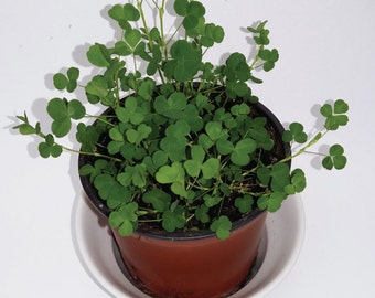 Clover Plant  Etsy