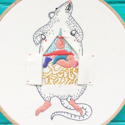 Bird Dissection Kits Etsy