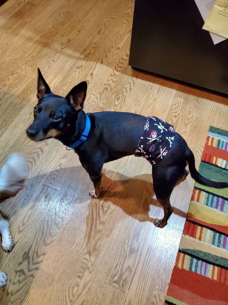 puppy training diapers