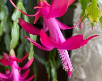 May include: A Schlumbergera plant featuring vibrant fuchsia-pink flowers with elongated, pointed petals and prominent, light-colored stamens. The plant has segmented, flat, green succulent stems that hang downwards, showcasing multiple blooming buds.