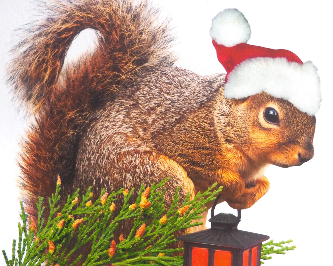 Squirrel With Lantern Christmas Card Squirrel Holiday Card Etsy