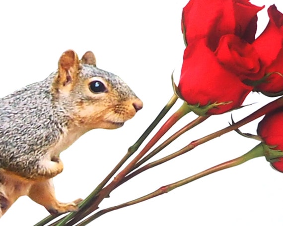 Romantic Photographic Xmas Card Squirrel with Rose Christmas Greeting Card