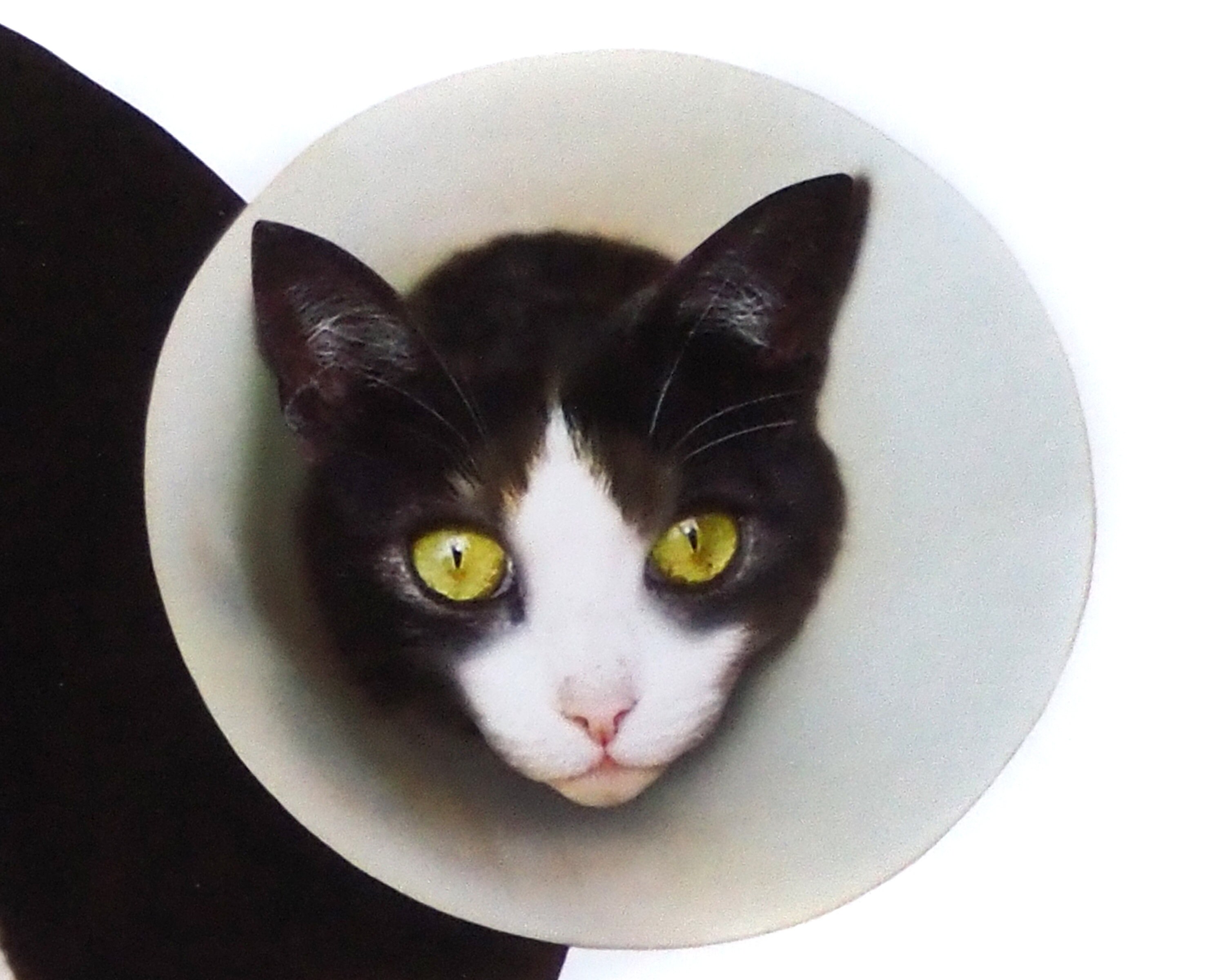 Cat With Cone Get Well Card Etsy