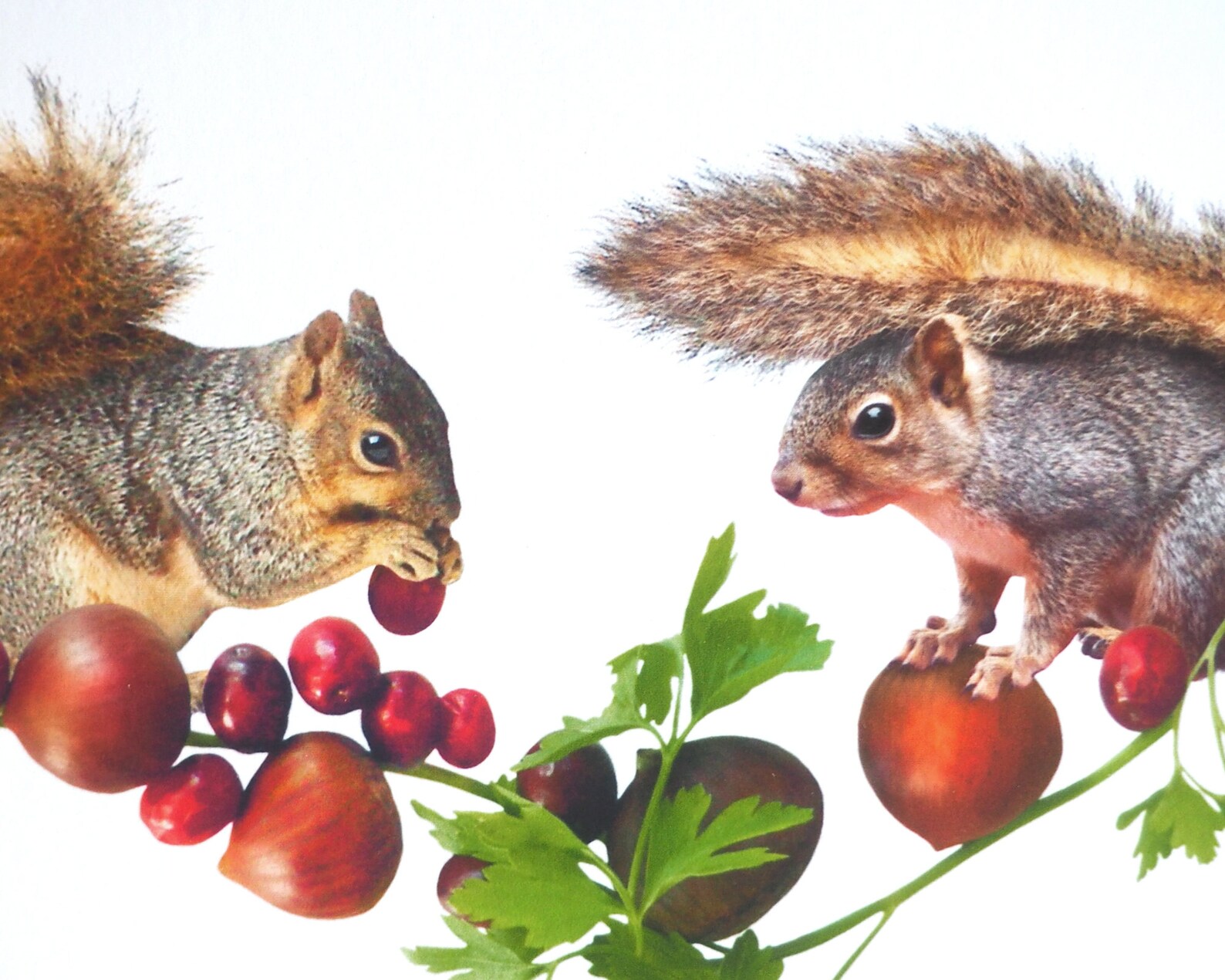 Squirrels With Chestnuts and Cranberries Thanksgiving Card Etsy